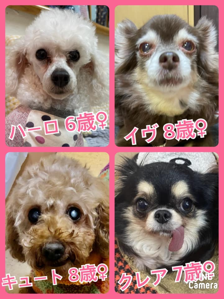 🐾今日の里親様募集中ワンコ🐶メンバーです🐾2021,2,23